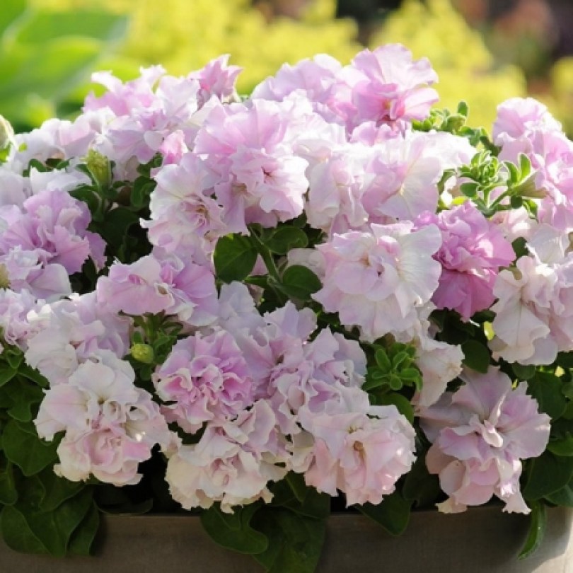Петуния Doble Cascade Orchid mist 2